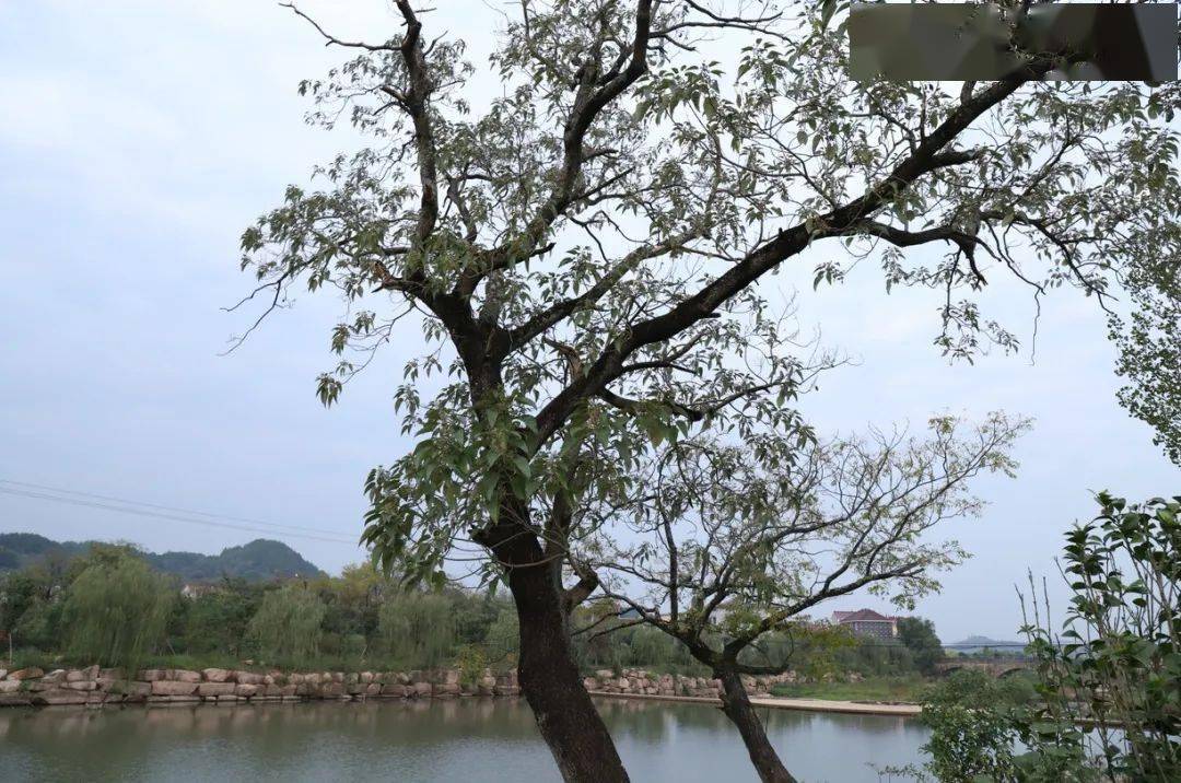 采风什么什么成语_成语故事简笔画(2)