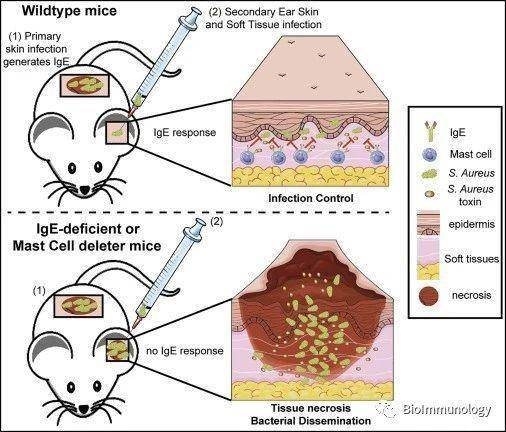 阵痛|Immunity｜金黄色葡萄球菌：请让我来守护过敏反应＂阵痛的良心＂