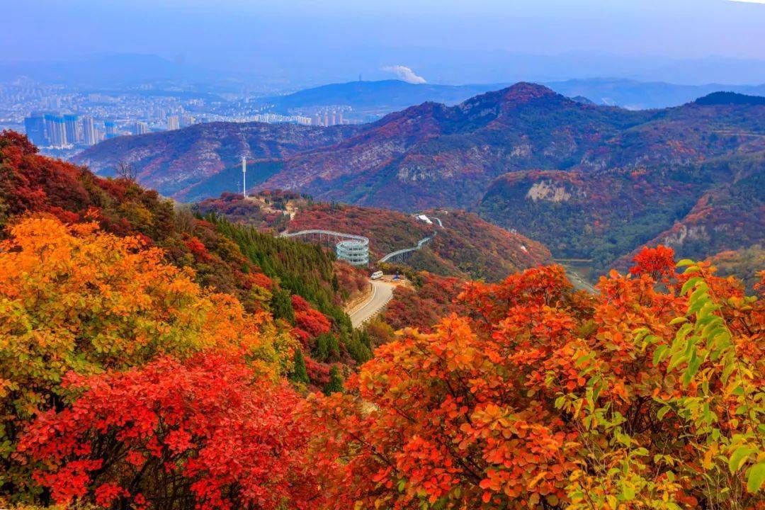 明天发团淄博红叶柿岩一日游明天天气还挺好你还等什么呢出门赏红吧