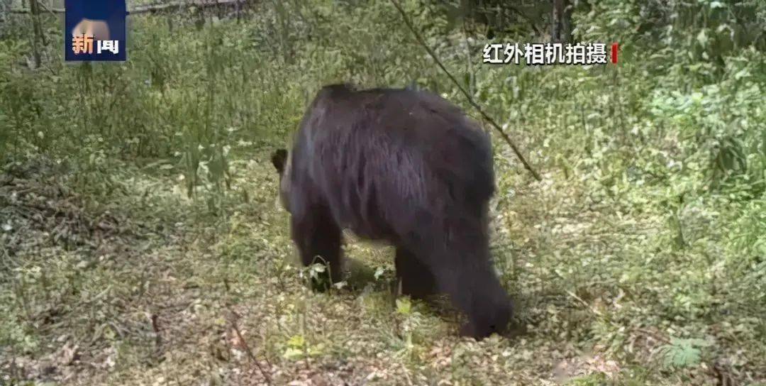 
小兴安岭首次找到东北虎吃熊证据 网友：东北虎威武|芒果体育