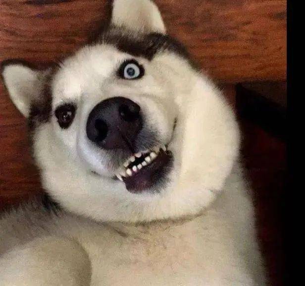 哈叔经常在网上看到铲屎官晒家里狗狗微笑的照片,那是一个甜美暖心