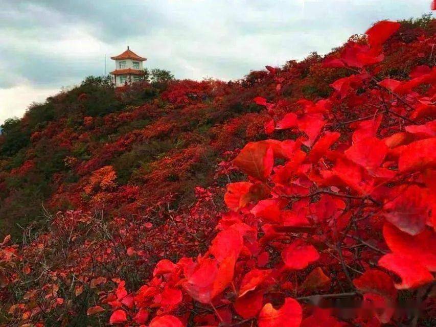 11月8日《顺假期》带您北京泗马沟药王谷 中餐包赏秋深度纯玩一日游