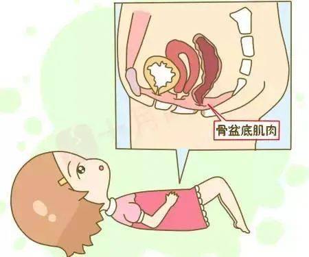 「科普」盆底安好是中老年女性的福气_盆腔