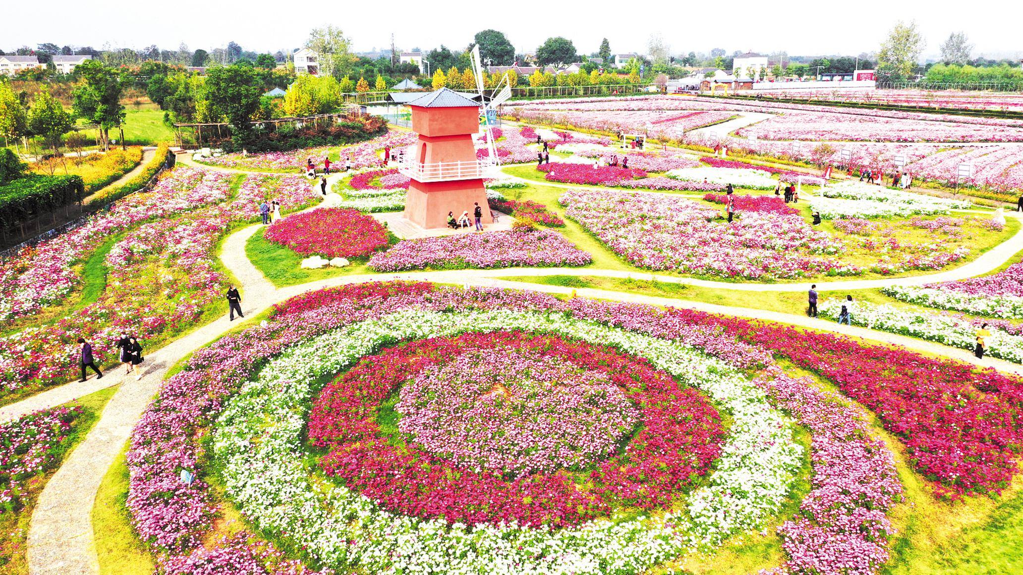 畅游乡村花海