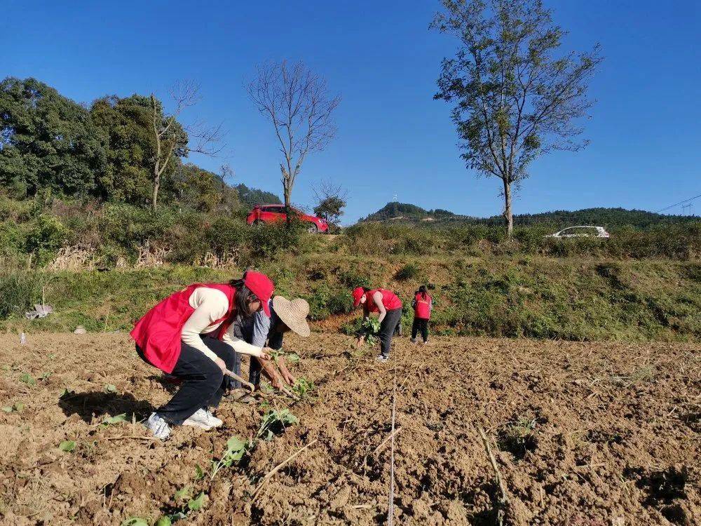 秋冬种下地干活我们是认真的黄平志愿者