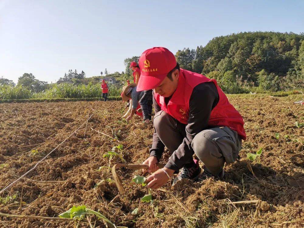 秋冬种下地干活我们是认真的黄平志愿者