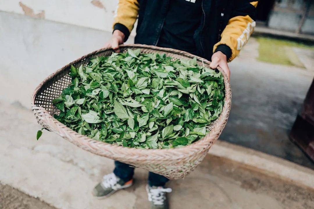 食·游仙 | 少时滋味今日尝,一起来吃黄荆凉粉咯_叶子