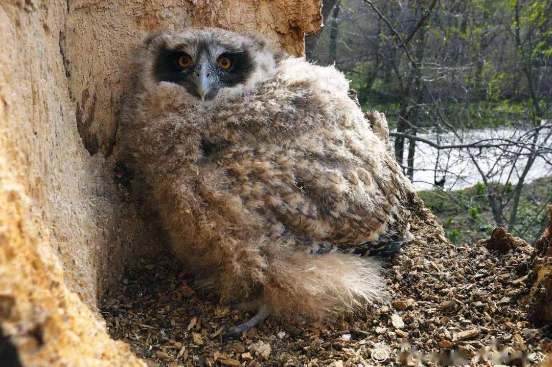 世界上最大的猫头鹰图片 f5d1538587eb448f85e74dfb0b5e9869.jpeg