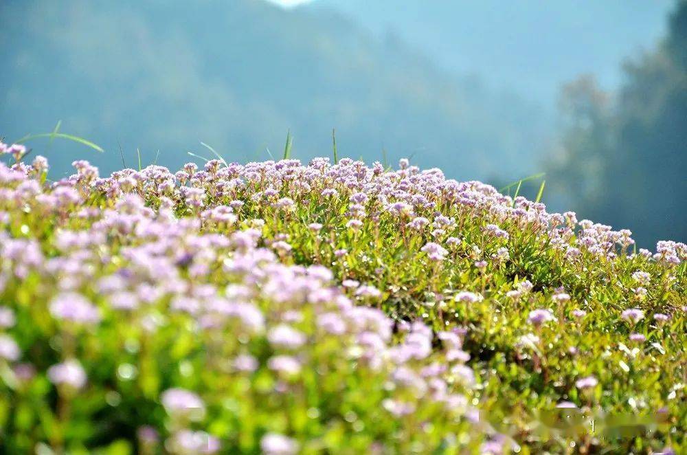 生态|寒山湖畔,蓼子草花正恣意盛放