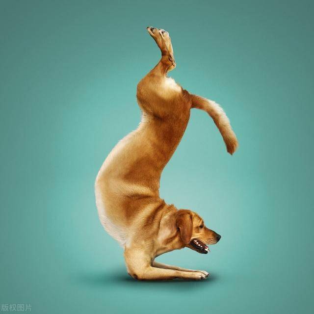 天冷也要锻炼,看一看动物界健身达人,是怎样运动养生的