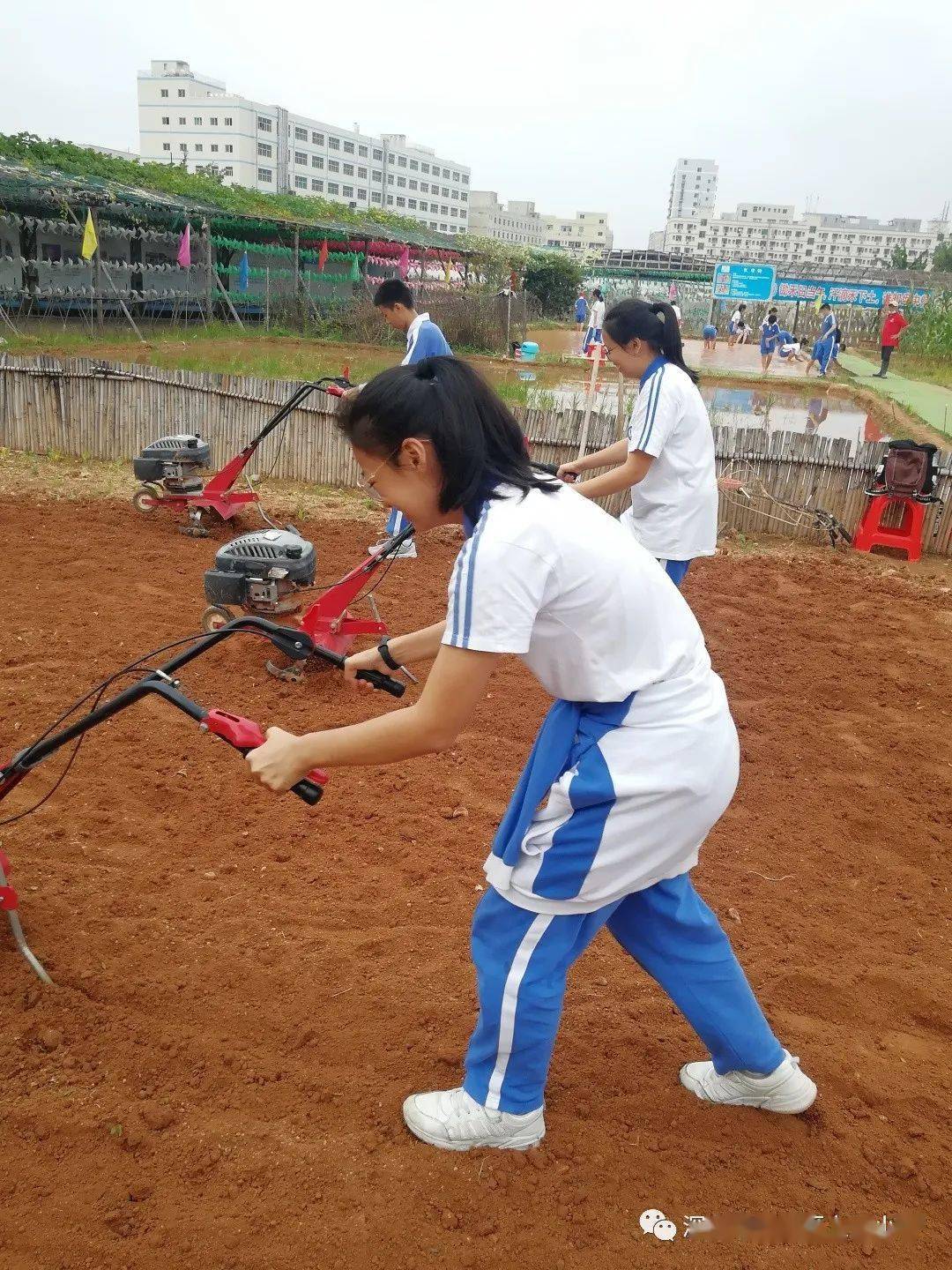 荷园61活动体验农耕文化感受田园风光五六年级秋季社会实践活动