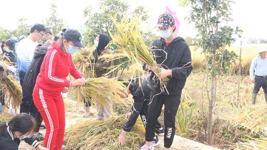 劳动|武汉大学百余新生稻田里开启劳动思政课