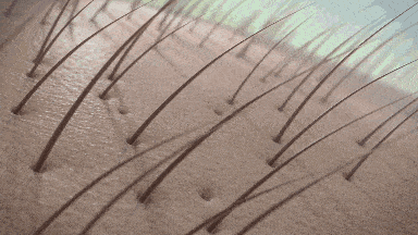 ta|十斤黑芝麻都比上2颗ta！风靡美国的这颗糖把头发越吃越密，皮肤也变好了，感觉年轻10多岁！