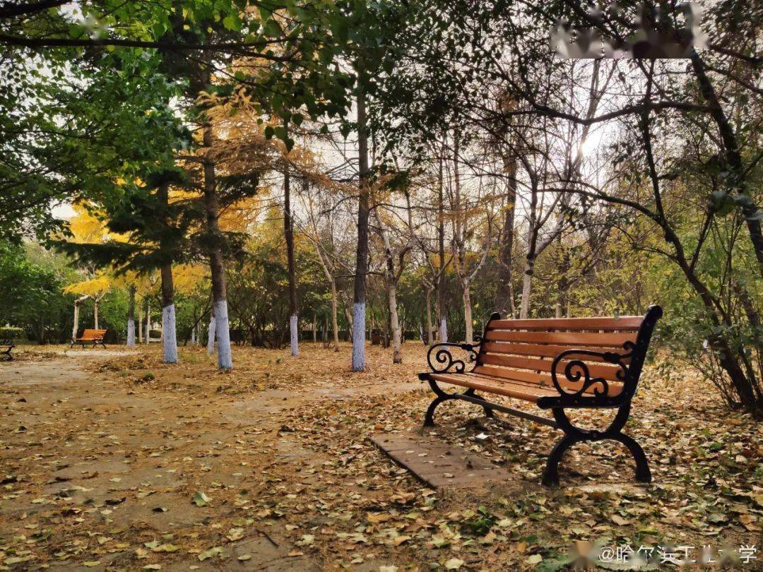 官宣|高校“官宣”秋景来了，有你的校园记忆吗？