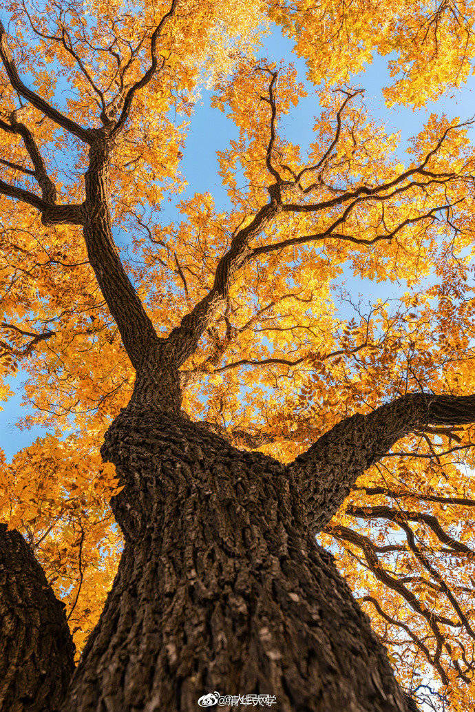校园|醉了醉了！全国高校秋色大赏来了