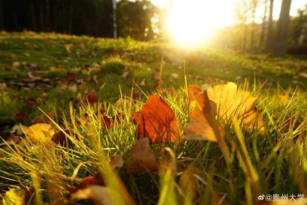 秋景大|高校秋景大赏丨想在春天种下一片色彩 在秋天送给你