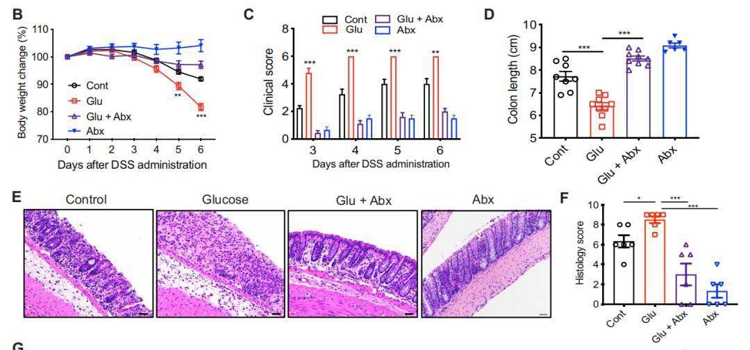 研究|Science子刊：汝之蜜糖，肠胃砒霜！高糖饮食会诱发结肠炎，肠胃不好，竟是因为吃得太甜？