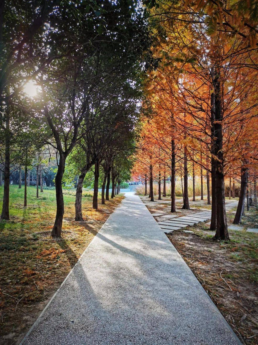 官宣|高校“官宣”秋景来了，有你的校园记忆吗？