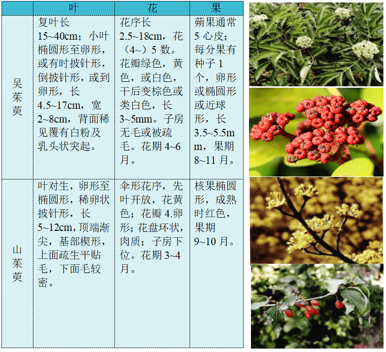 吴茱萸和山茱萸有什么区别?