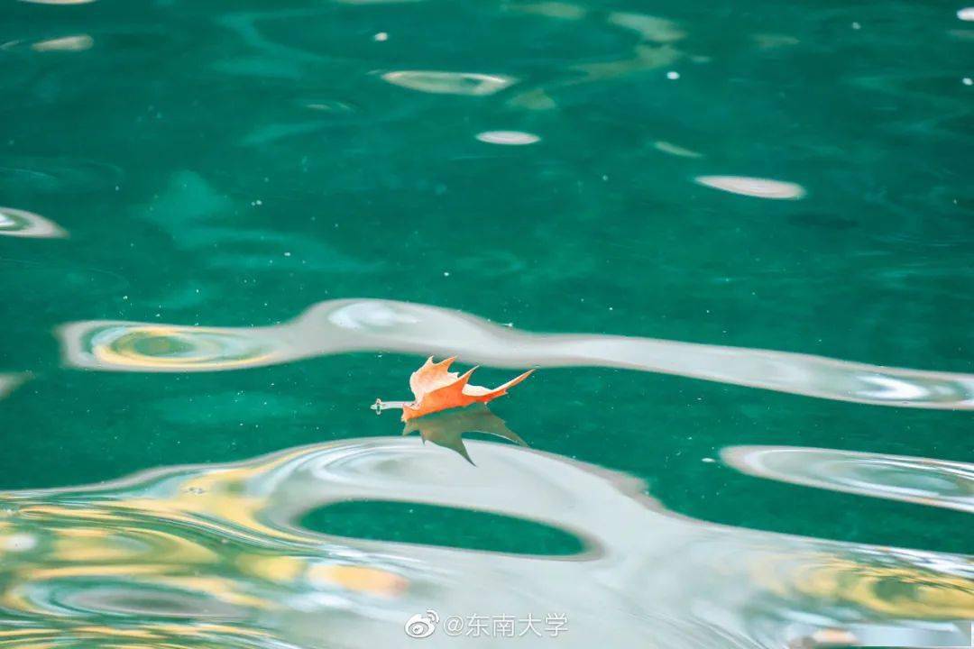 官宣|高校“官宣”秋景来了，有你的校园记忆吗？