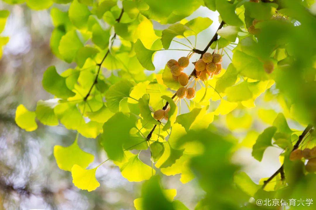 官宣|高校“官宣”秋景来了，有你的校园记忆吗？