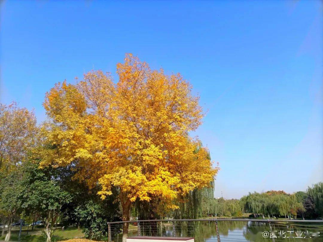 官宣|高校“官宣”秋景来了，有你的校园记忆吗？