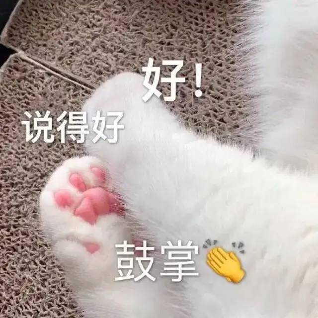 猫咪表情包:你成功引起了我的注意