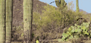 仙人掌|灵芝护肤？仙人掌敷脸？大牌们真是越来越敢了！