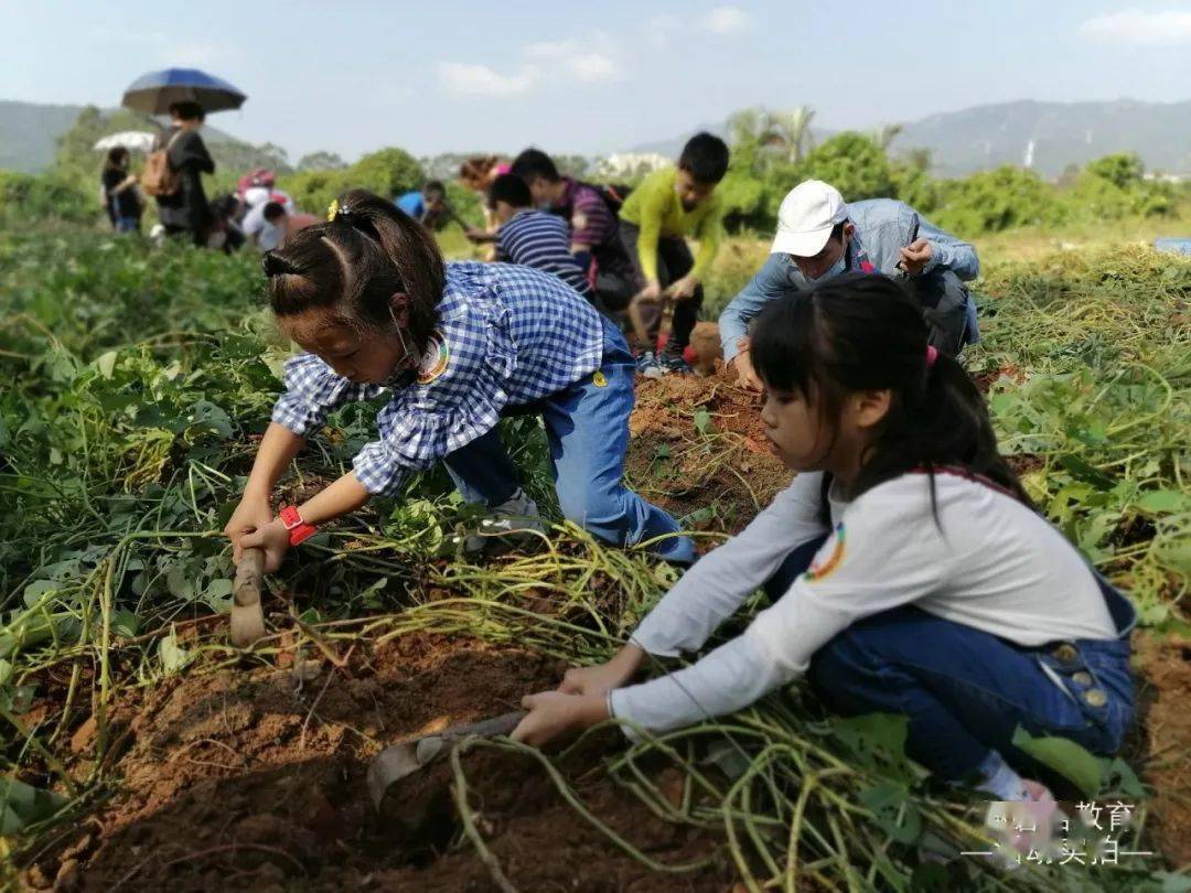 活动回顾111深圳亲子秋收活动割稻谷挖红薯打地鼠溜索磨豆浆滑梯