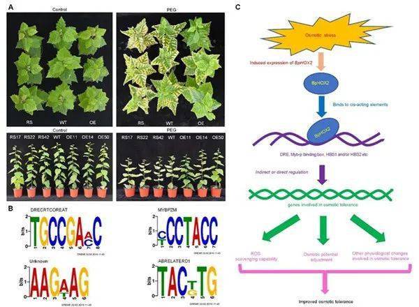 相关研究成果以 identification and characterization of cadmium