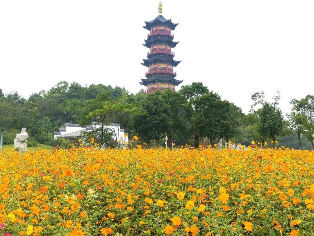南昌又新添一座网红花海公园,市区公交直达,对全体市民免门票!
