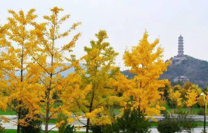 赏秋， 这些美爆了的免费郊野公园，您一定不要错过！_北京市