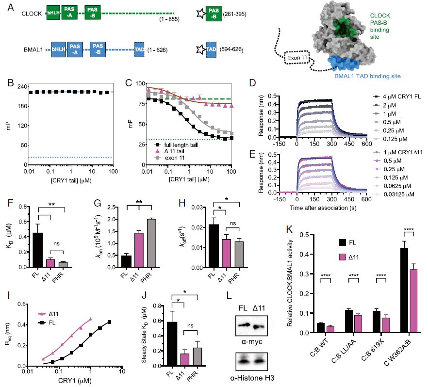 障碍|PNAS：“夜猫子”睡眠障碍竟然会是基因突变导致的！