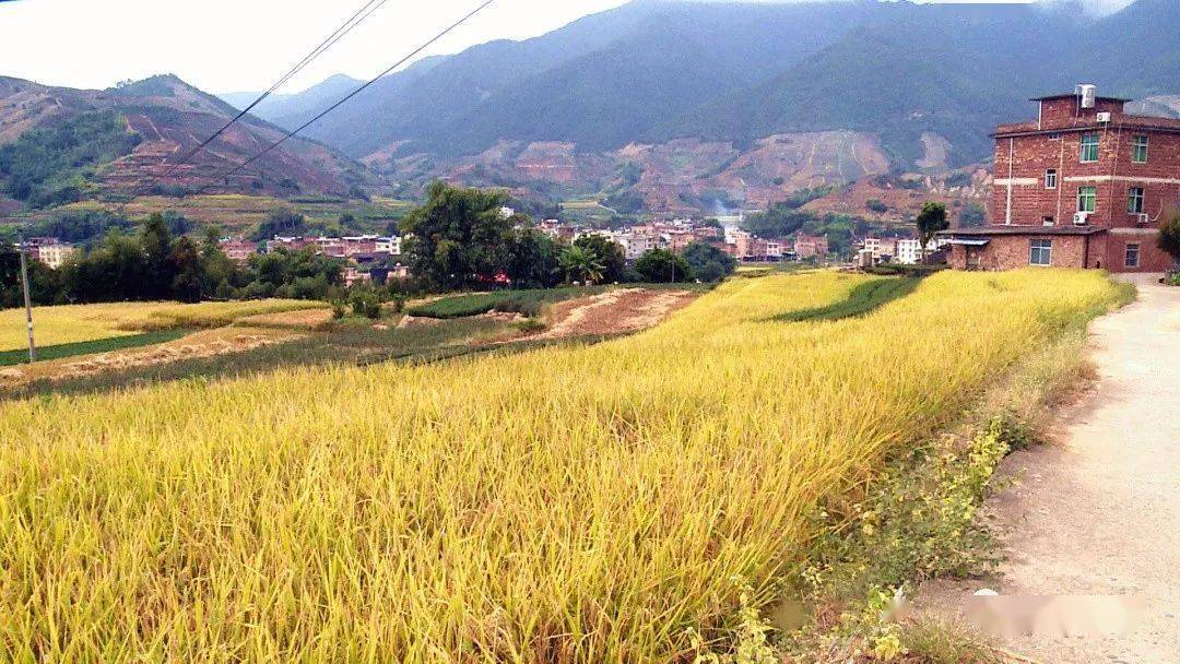 眼下,在华安仙都镇下林村的田间地头,金黄色的水稻陆续成熟,进入秋收