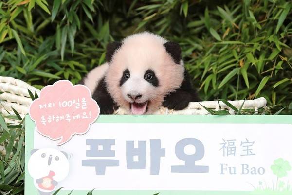 熊猫人口罩_熊猫人表情包戴口罩