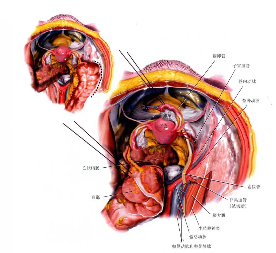郑大解剖学 11-05 20:30 订阅 当盆底肌和筋膜以及子宫韧带因损伤而