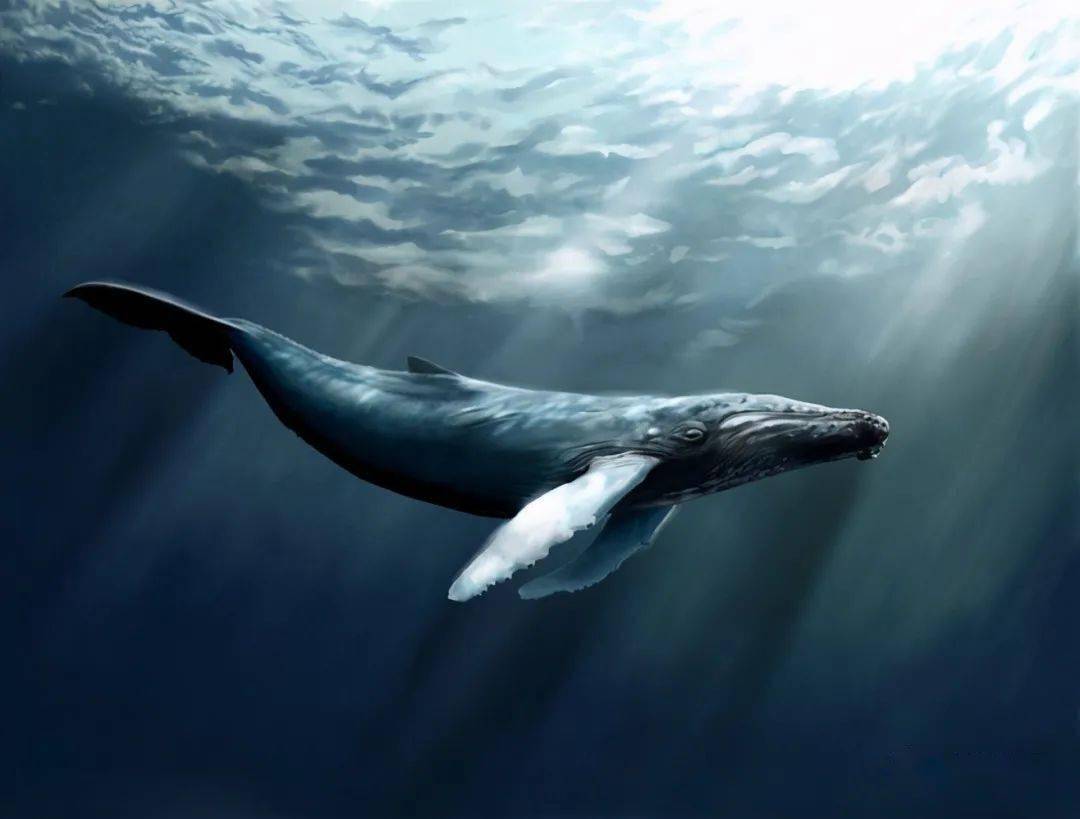 经常浮出水面呼吸的鲸鱼,在海里睡觉,为何没有被憋死呢?