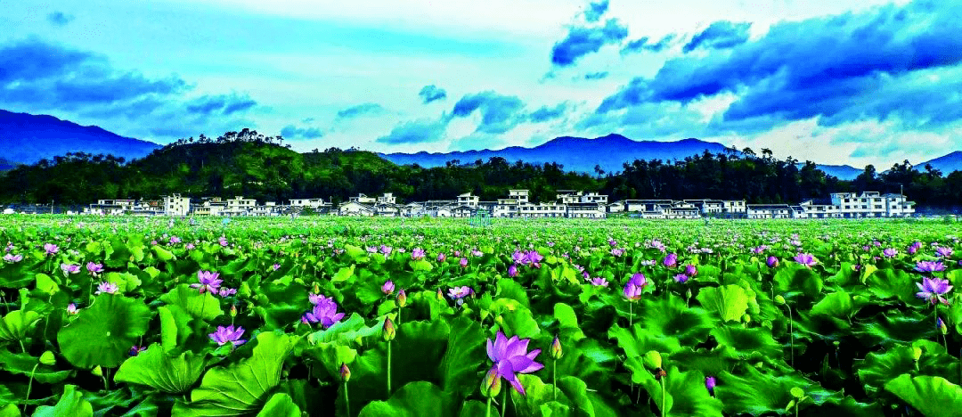 国学校园文化展示"微国学"第十三期——莲