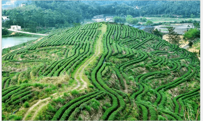 厉害开平大沙茶获省级称号背后藏着这些秘密