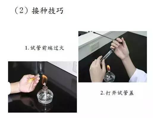 (4)接种用具在使用前,后都必须灼烧灭菌; (5)在接种培养物时,协作应