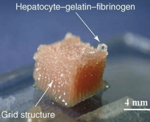 器官|3D肝脏类器官 给肝病诊疗和医药科研带来无限遐想