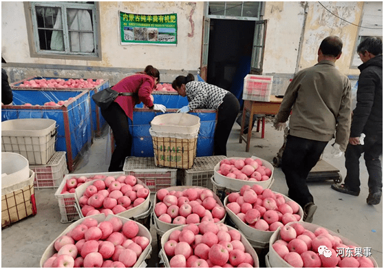 做苹果批发怎么找销路呢
