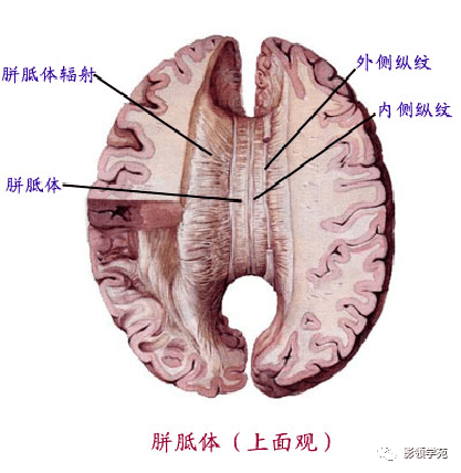 胼胝体连合纤维能将一侧大脑皮层的活动向另一侧转送功能后端为压部