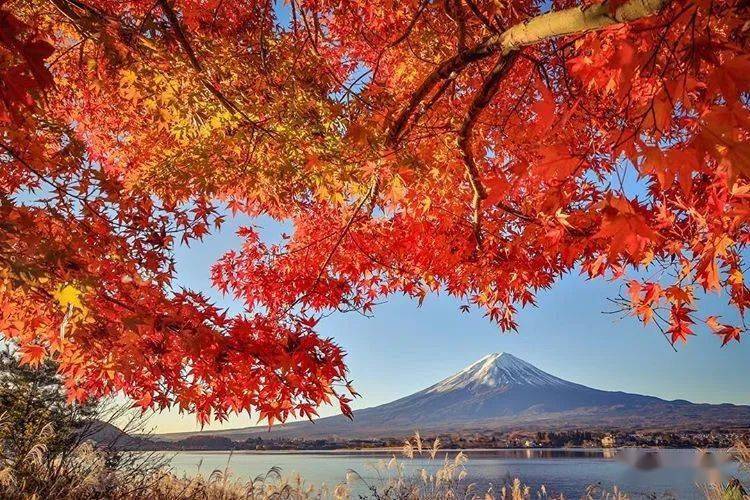 枫叶掩映下的绝美富士山