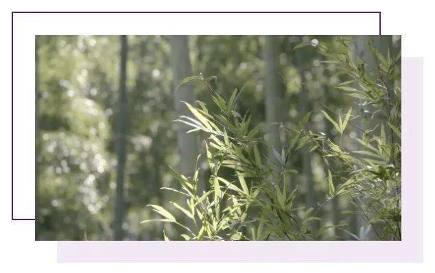 成语竹什么书_成语故事简笔画(5)