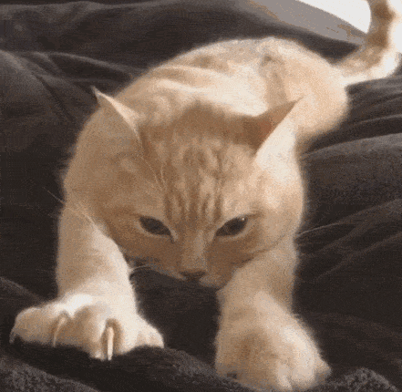 猫猫羞嗒嗒的这个动作却是幸福的表现