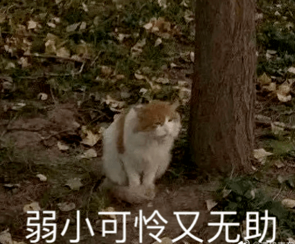 全网最没文化的猫在线乞讨看着都替它着急