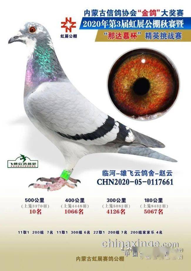 信鸽怎么知道送到哪里 107e1a61653443d48d3cb2d8671856c5.jpeg