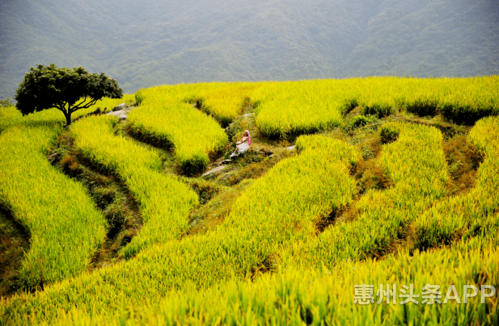 一层层,一排排的水稻梯田一片金黄铺陈在眼前,层层叠叠的梯田线条勾勒