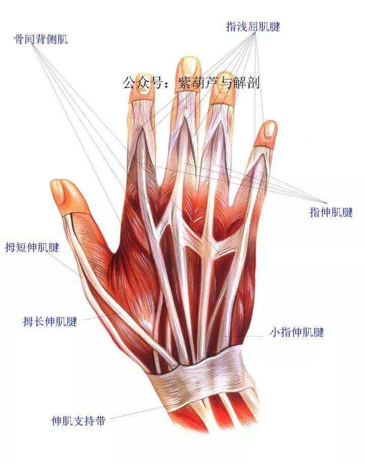 高清 前臂与手部解剖肌肉图谱